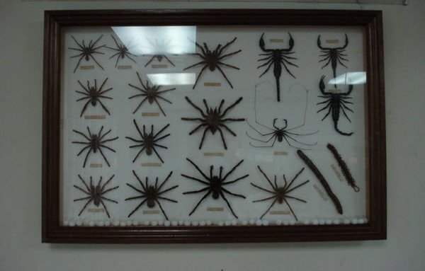Claudia Schiffer collection of spiders