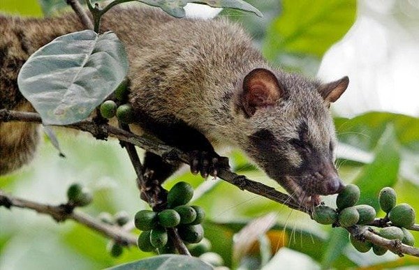 Civet is eating coffee beans